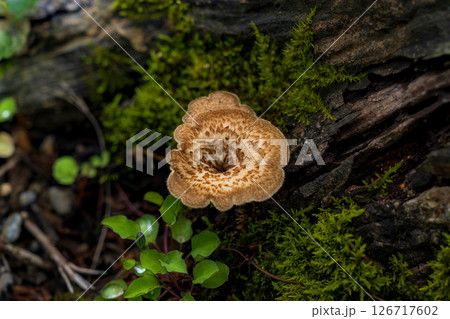 朽ちた木に生えるキノコ 朽ちた木に生えるキノコ 126717602