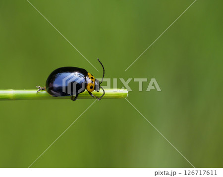 イチモンジハムシ イチモンジハムシ 126717611