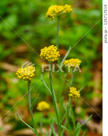 ハハコグサの黄色い花 126717619