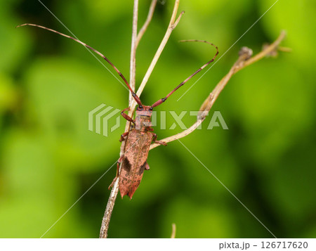 小枝にいるヤハズカミキリ 小枝にいるヤハズカミキリ 126717620