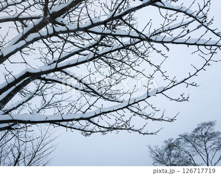 雪をまとう冬の木の枝の静けさ 126717719