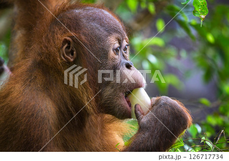 Young Orangutan Eating Fruit in the Forest Young Orangutan Eating Fruit in the Forest 126717734