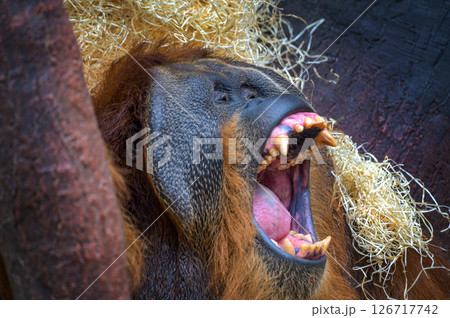 umatran Orangutan Yawning Close-Up 126717742