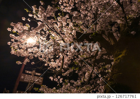 250422中橋桜z004 250422中橋桜z004 126717761