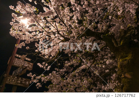 250422中橋桜z005 250422中橋桜z005 126717762