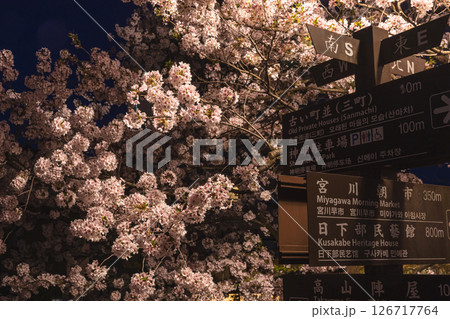 250422中橋桜z014 126717764