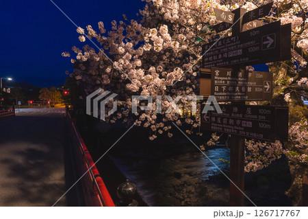 250422中橋桜z019 126717767