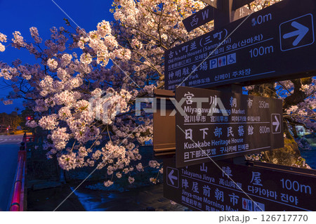 250422中橋桜z025 126717770
