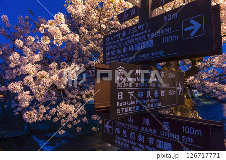 250422中橋桜z026 126717771