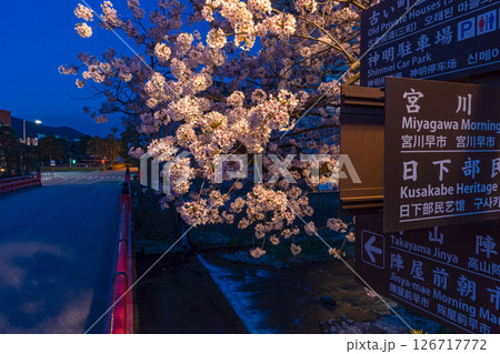 250422中橋桜z030 126717772