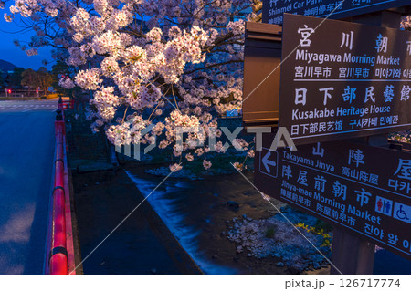 250422中橋桜z032 250422中橋桜z032 126717774