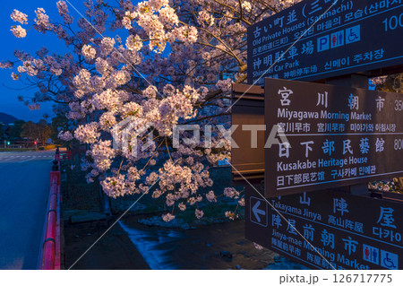 250422中橋桜z035 126717775