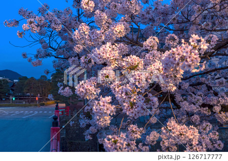 250422中橋桜z046 250422中橋桜z046 126717777