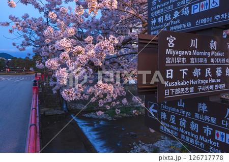 250422中橋桜z053 126717778