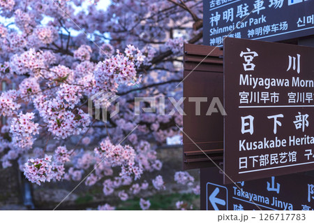 250422中橋桜z074 250422中橋桜z074 126717783