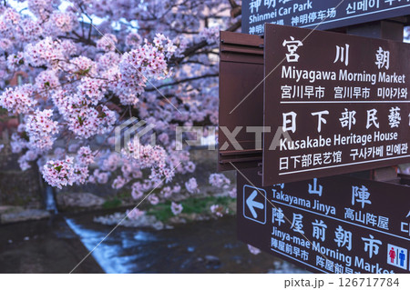 250422中橋桜z079 126717784