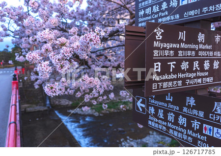 250422中橋桜z080 250422中橋桜z080 126717785