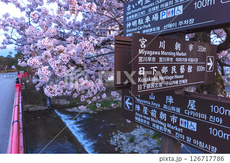 250422中橋桜z081 126717786