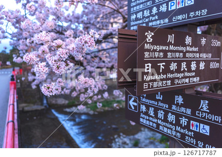 250422中橋桜z083 250422中橋桜z083 126717787
