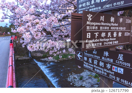250422中橋桜z092 250422中橋桜z092 126717790