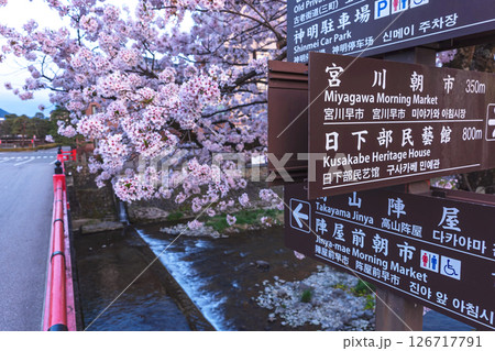 250422中橋桜z096 126717791