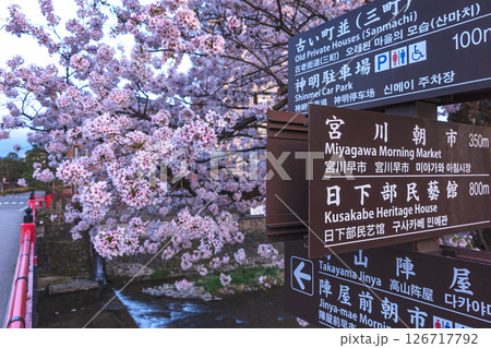 250422中橋桜z099 126717792
