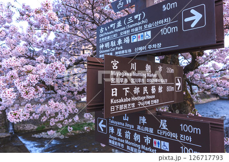 250422中橋桜z101 126717793