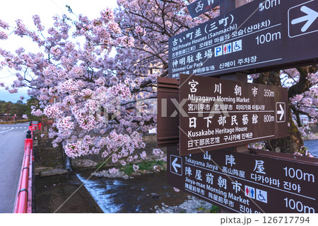 250422中橋桜z105 250422中橋桜z105 126717794