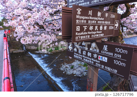 250422中橋桜z121 126717796