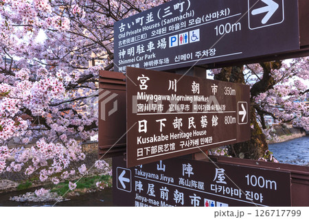 250422中橋桜z140 126717799