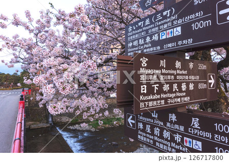 250422中橋桜z143 126717800