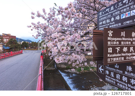 250422中橋桜z148 126717801