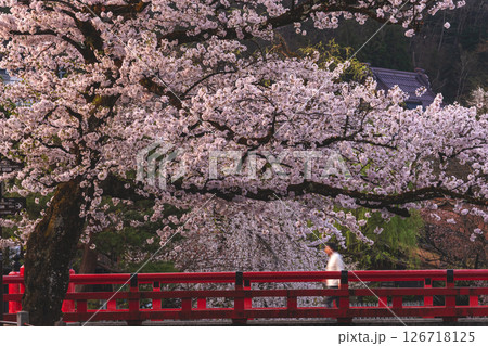 250422中橋桜g176 126718125