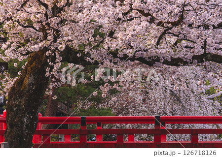 250422中橋桜g178 250422中橋桜g178 126718126