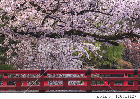 250422中橋桜g179 250422中橋桜g179 126718127