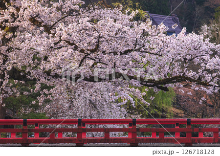 250422中橋桜g180 126718128