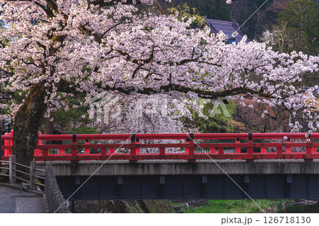 250422中橋桜g185 126718130