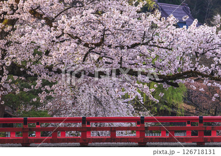 250422中橋桜g186 250422中橋桜g186 126718131