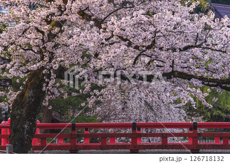 250422中橋桜g187 126718132
