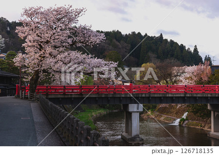250422中橋桜z167 126718135