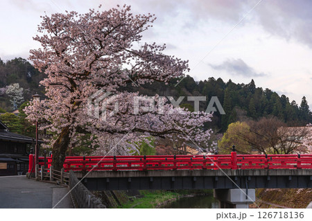 250422中橋桜z170 126718136