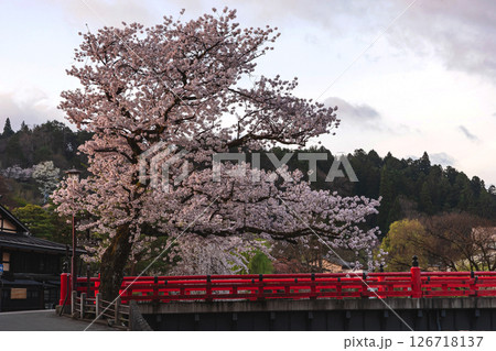 250422中橋桜z172 126718137