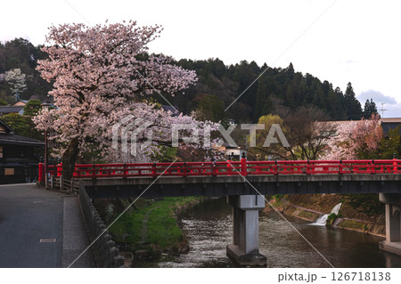 250422中橋桜z174 250422中橋桜z174 126718138