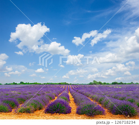 Blooming Lavender field 126718234