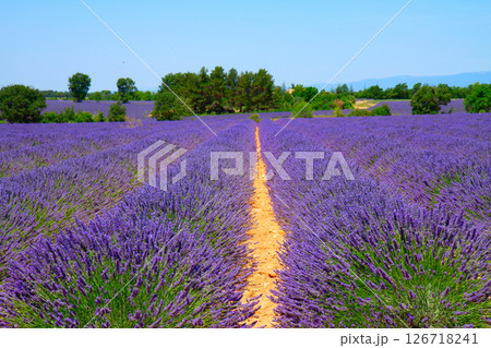 Lavender field Lavender field 126718241