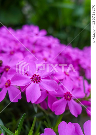 美しい芝桜-Close-up pictures of beautiful moss phlox- 美しい芝桜-Close-up pictures of beautiful moss phlox- 126718270