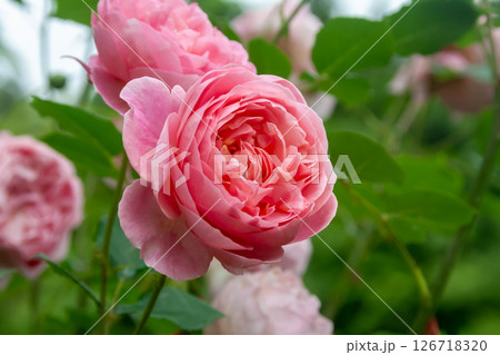 ガーデンローズとして愛される満開が近いイングリッシュローズ 126718320