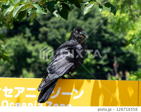 木陰で佇むカラスと黄色い看板 木陰で佇むカラスと黄色い看板 126718358