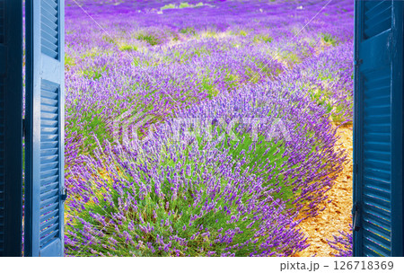 Window to lavender field Window to lavender field 126718369