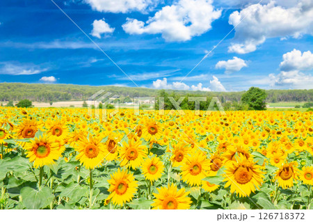 Field of sunflowers Field of sunflowers 126718372